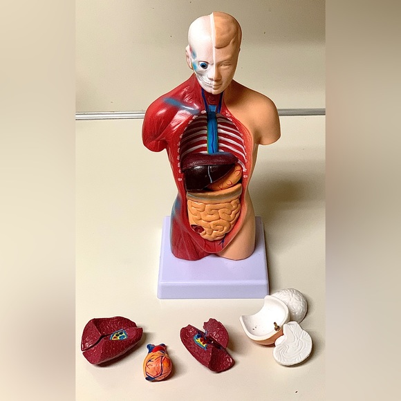 11” Biological Anatomy & Physiology Miniature Human Torso Removable Organ Model - Picture 8 of 16